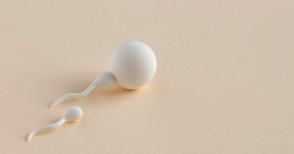 sperm showing semen