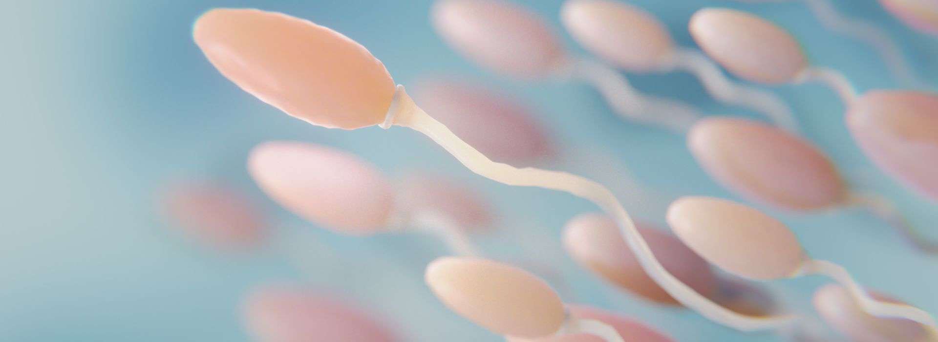 All You Need To Know About Spermatogenesis