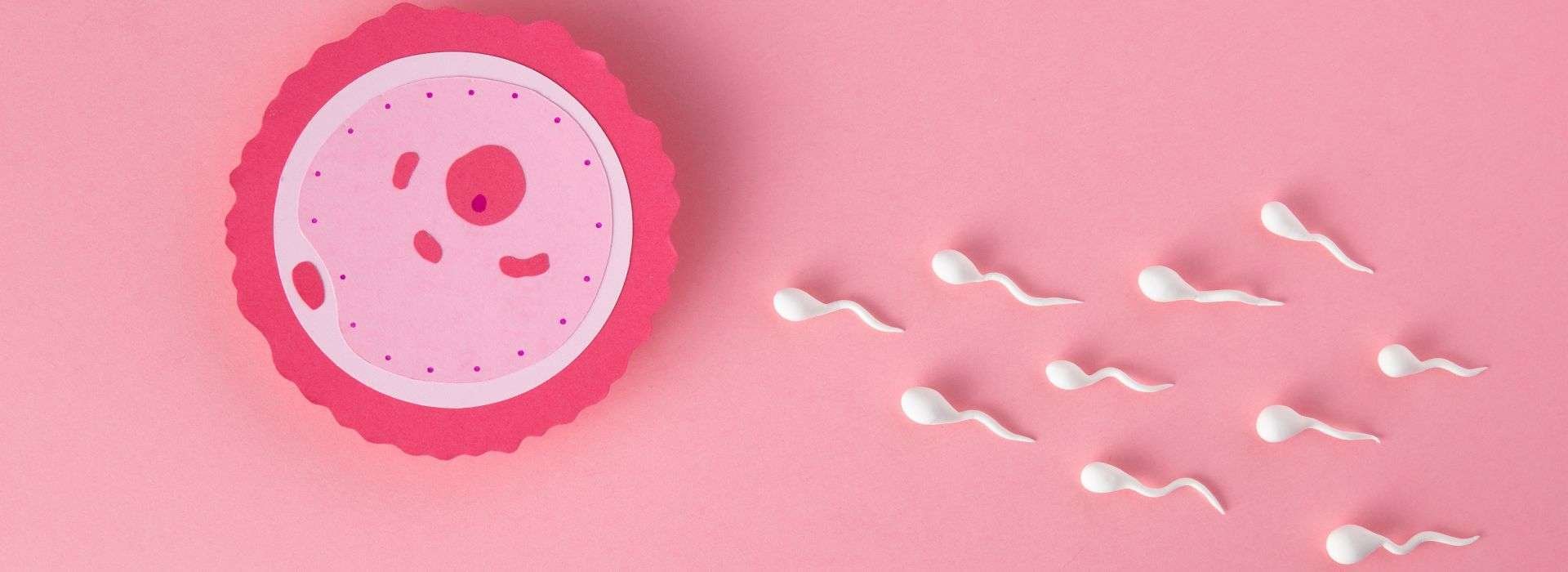 How-do-sperm-die-in-the-female-body