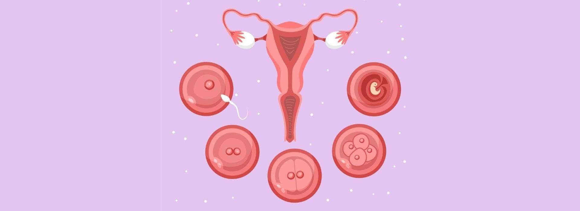 How-long-do-sperm-live-in-the-female-body