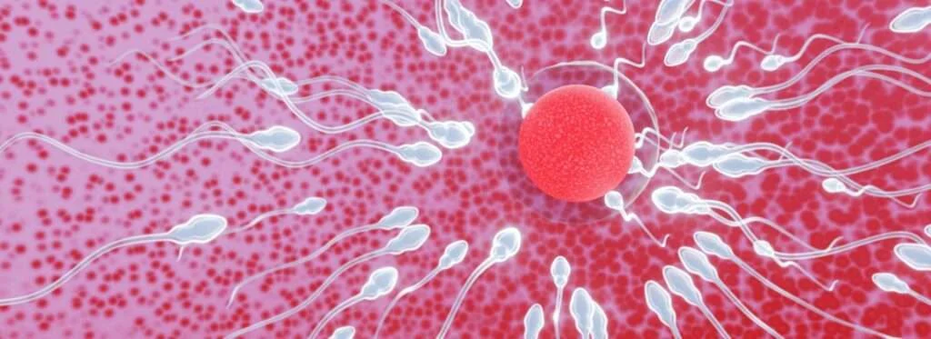What-Happens-to-Dead-Sperm-in-the-Female-Body