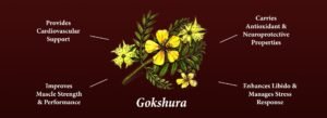 Gokshura: The Powerhouse Herb in Traditional Medicine